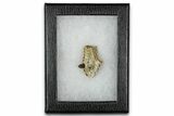 Cretaceous Crocodilian Jaw Section w/ Tooth - South Dakota #338428-2